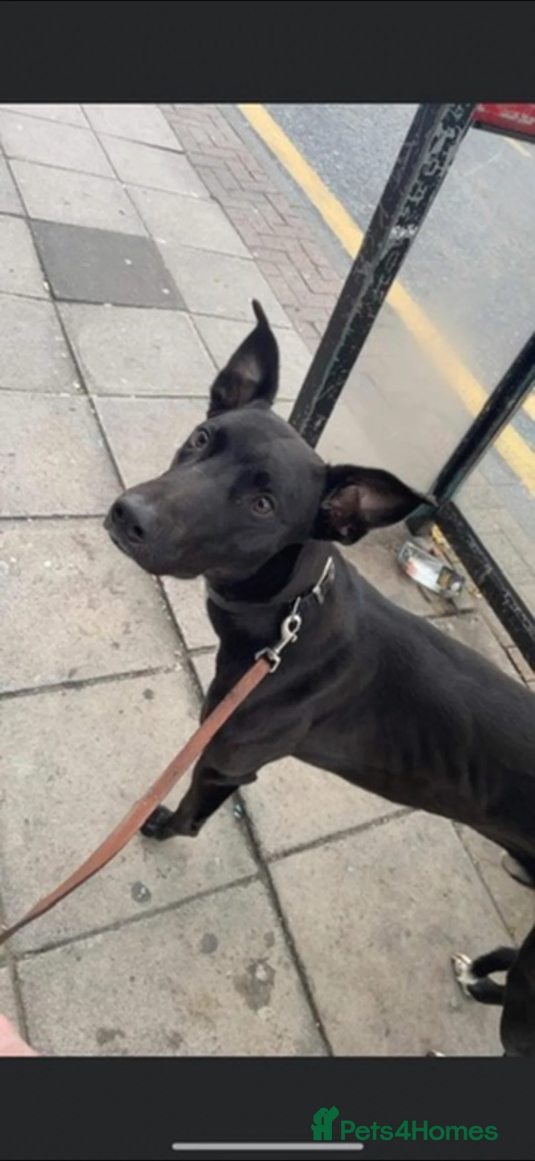 Mixed Breed dogs for sale: Greyhound mix breed  in Sunderland - Advert 2