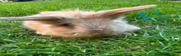 Lionhead rabbits for sale: Lionhead Rabbits for sale  - Advert 13