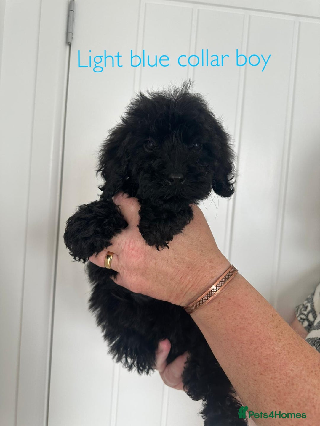 Cockapoo dogs for sale: F1 cockapoo puppies *Ready to Leave* - Image 4