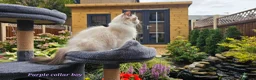 Ragdoll cats for sale: GCCF PEDIGREE CERTIFICATE KITTENS  - Advert 11