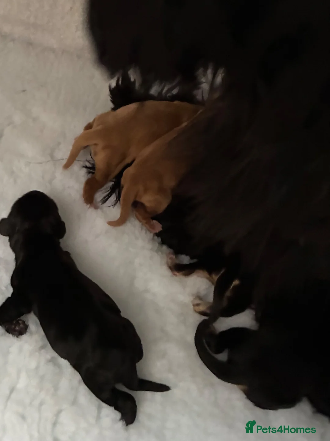Cocker Spaniel dogs for sale: Exceptional Show Type Cocker Spaniel puppy - Advert 2