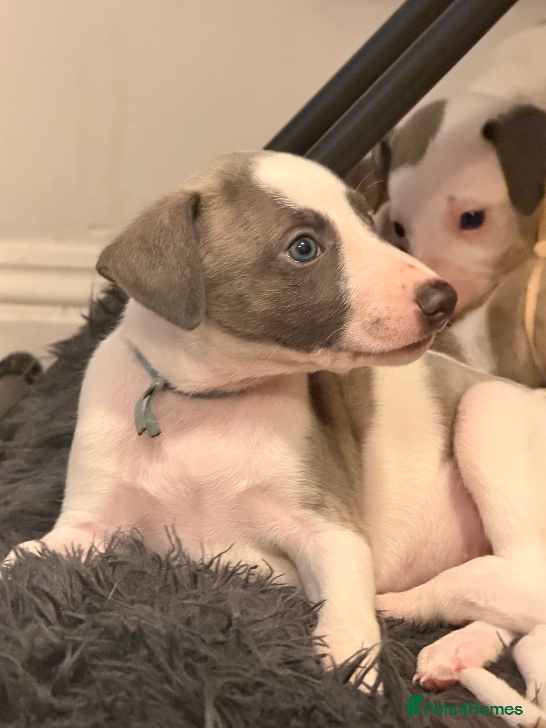 Whippet dogs for sale: KC Whippet puppies only 2 boys left  - Advert 15
