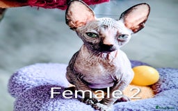 Sphynx cats for sale: Canadian Sphynx TICA REGISTERED. - Image 14