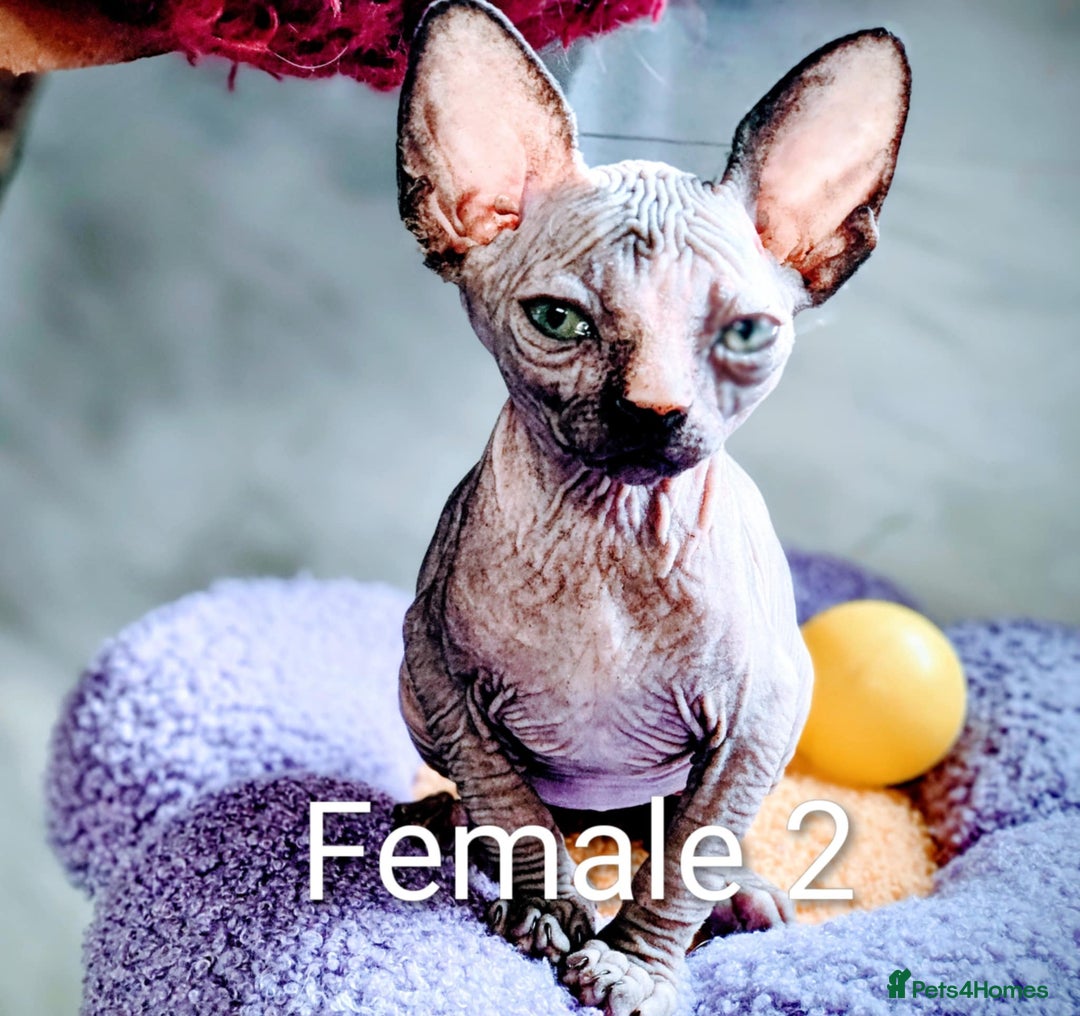 Sphynx cats for sale: Canadian Sphynx TICA REGISTERED. - Image 14