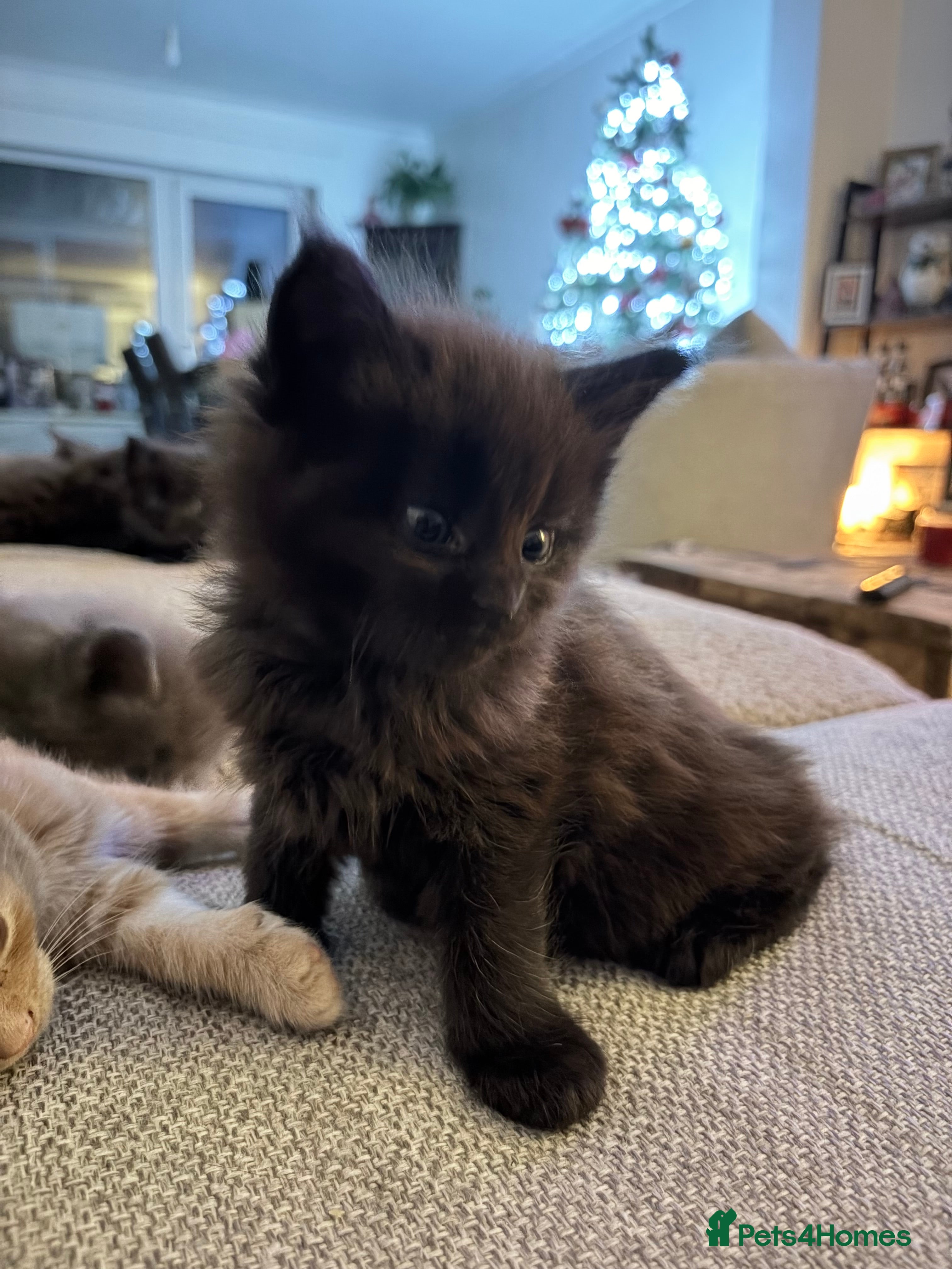 Maine Coon cats Halloween babies 🎃🐈‍⬛ last 2 girls - Advert 18