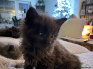 Maine Coon cats Halloween babies 🎃🐈⬛ - Advert 5