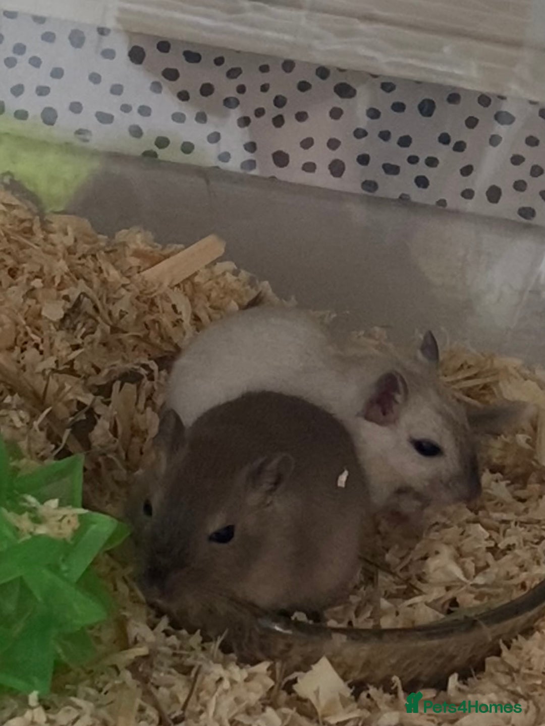 Gerbil rodents for sale: Free 2 male gerbils  - Image 5