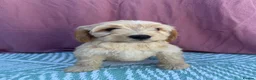 Cockapoo dogs for sale: Adorable F1 PRA clear cockapoo puppies READY TO GO - Advert 2