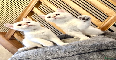 British Shorthair cats - Advert 5