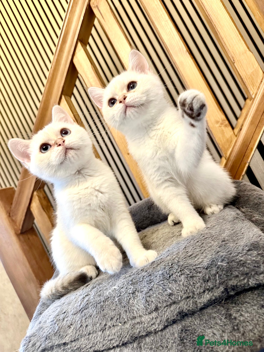 British Shorthair cats for sale: Adorable girls looking for a loving family  - Image 2