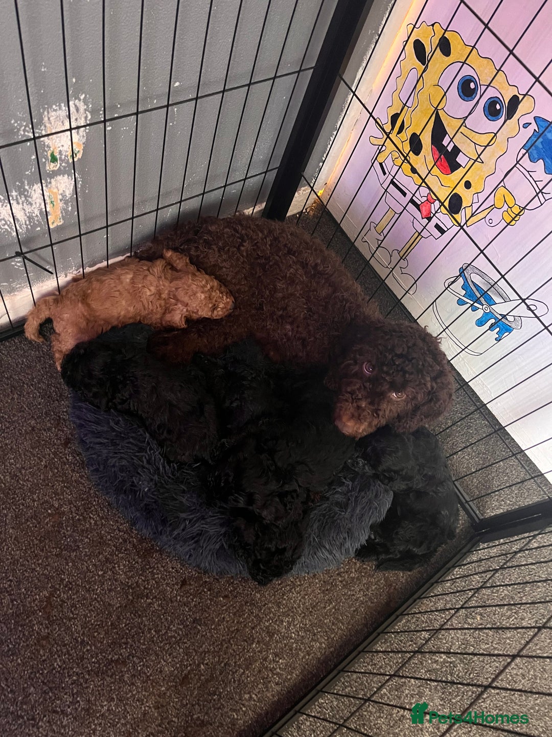 Cockapoo dogs for sale: F2 COCKAPOO PUPS FOR SALE - Advert 1