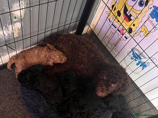 Cockapoo dogs F2 COCKAPOO PUPS FOR SALE - Advert 2