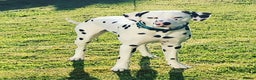 Dalmatian dogs for stud: Proven KC Dalmatian stud baer+\+ in Wigan - Advert 1
