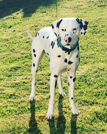 Dalmatian dogs in Wigan - Advert 1