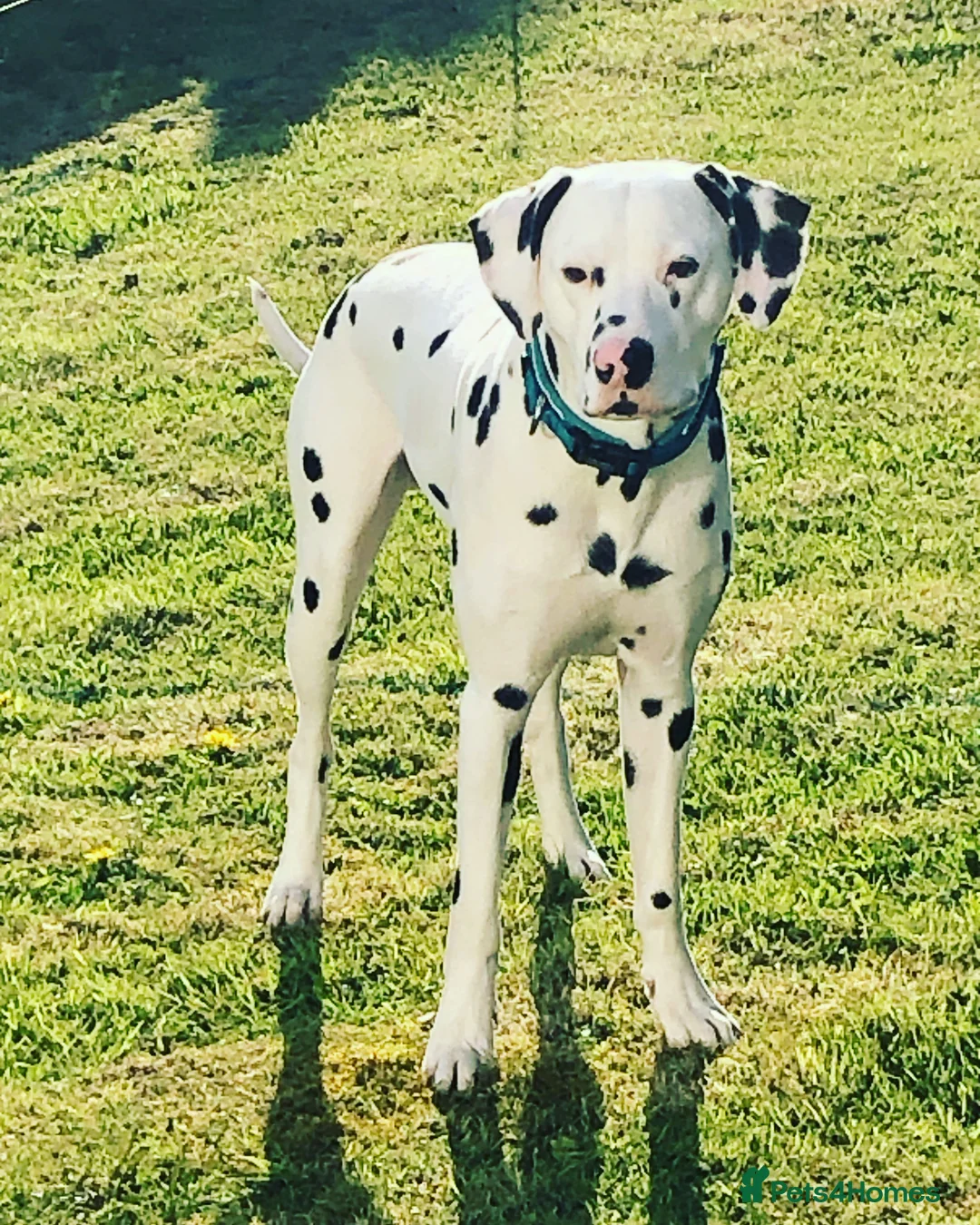 Dalmatian dogs for stud: Proven KC Dalmatian stud baer+\+ in Wigan - Advert 1