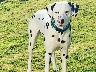 Dalmatian dogs Proven KC Dalmatian stud baer+\+ - Advert 2