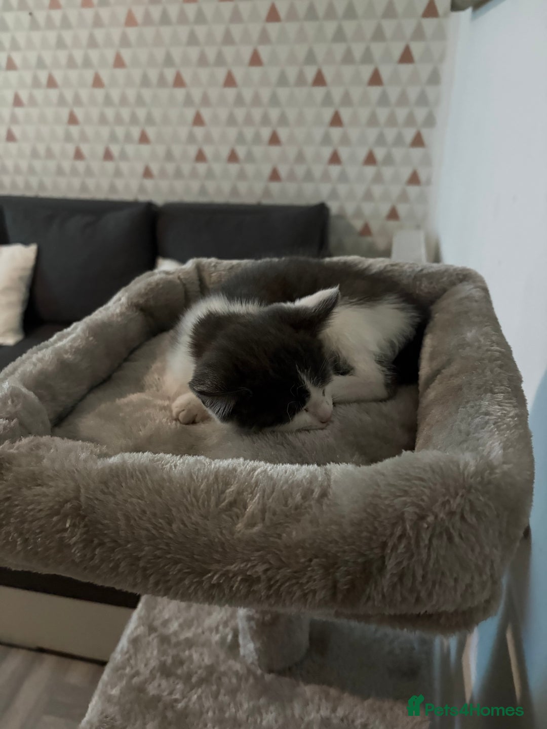 Mixed Breed cats for sale: 10 weeks old female kitten  - Advert 6