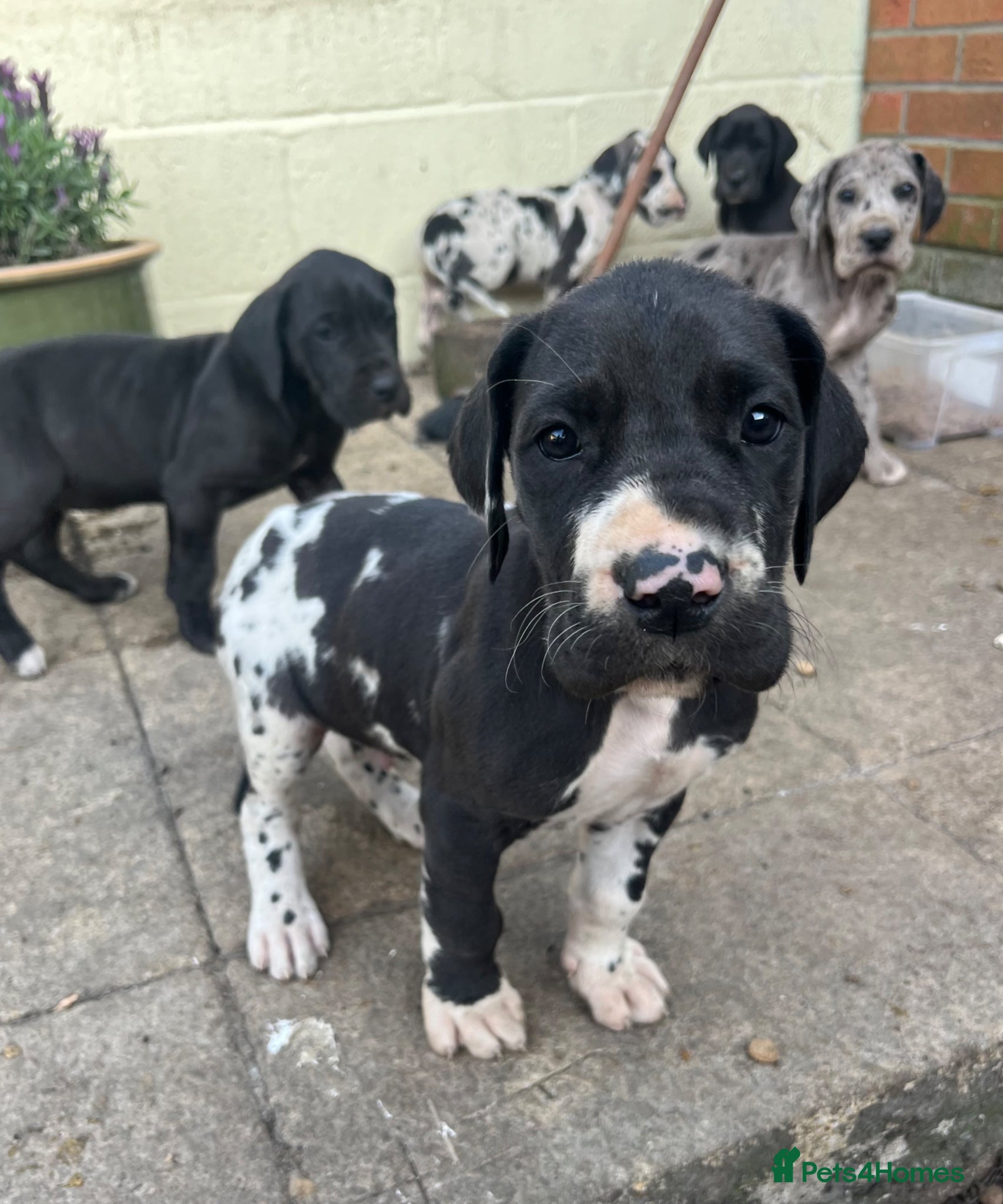 Great Dane dogs Last Harlequin Great Dane male - Advert 3