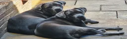 Cane Corso dogs for sale: Cane corsos - Advert 11