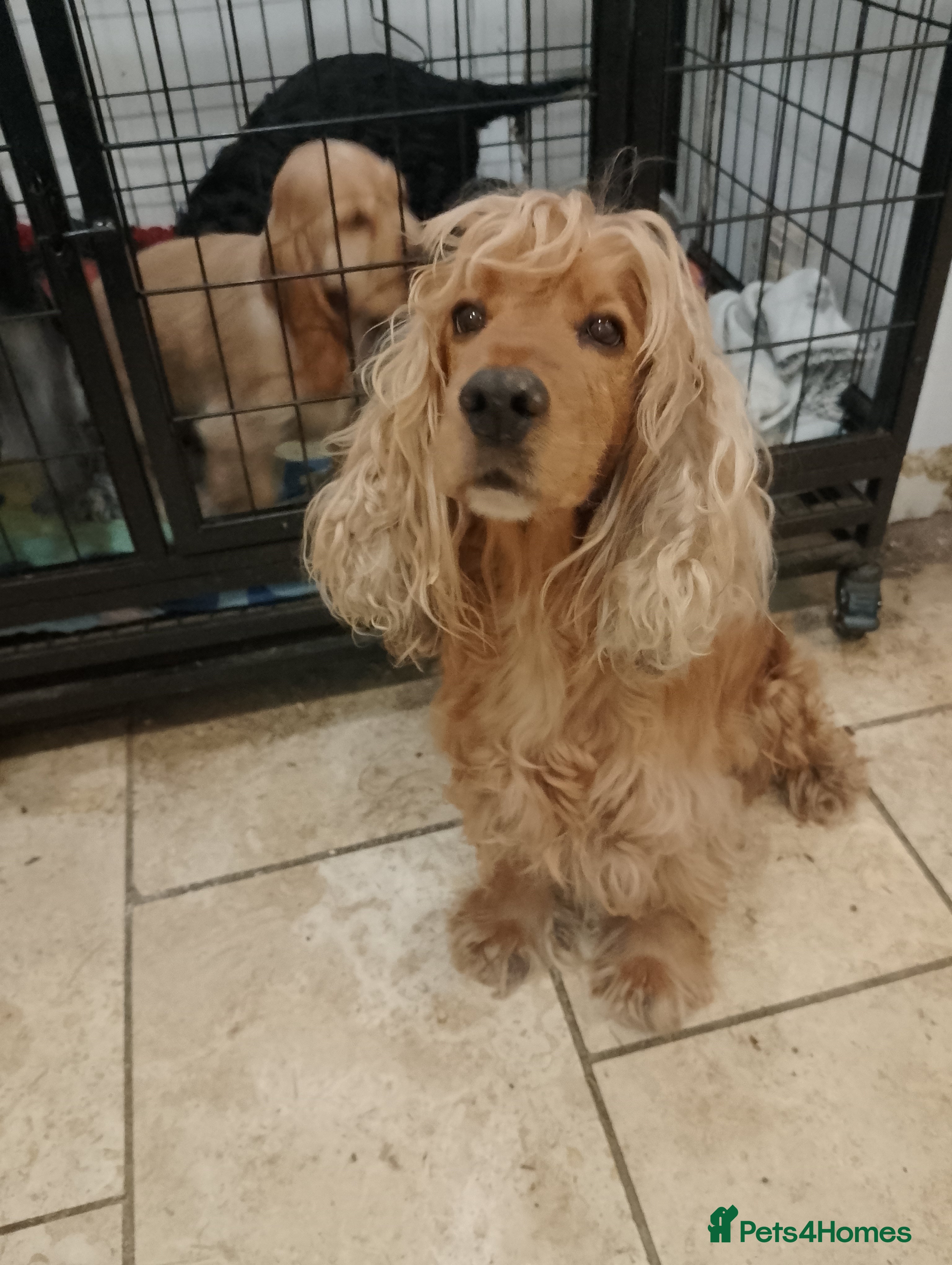 Cocker Spaniel dogs Adult Red Show Cocker girl KC Registered - Advert 8