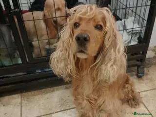 Cocker Spaniel dogs Adult Red Show Cocker girl KC Registered - Advert 8