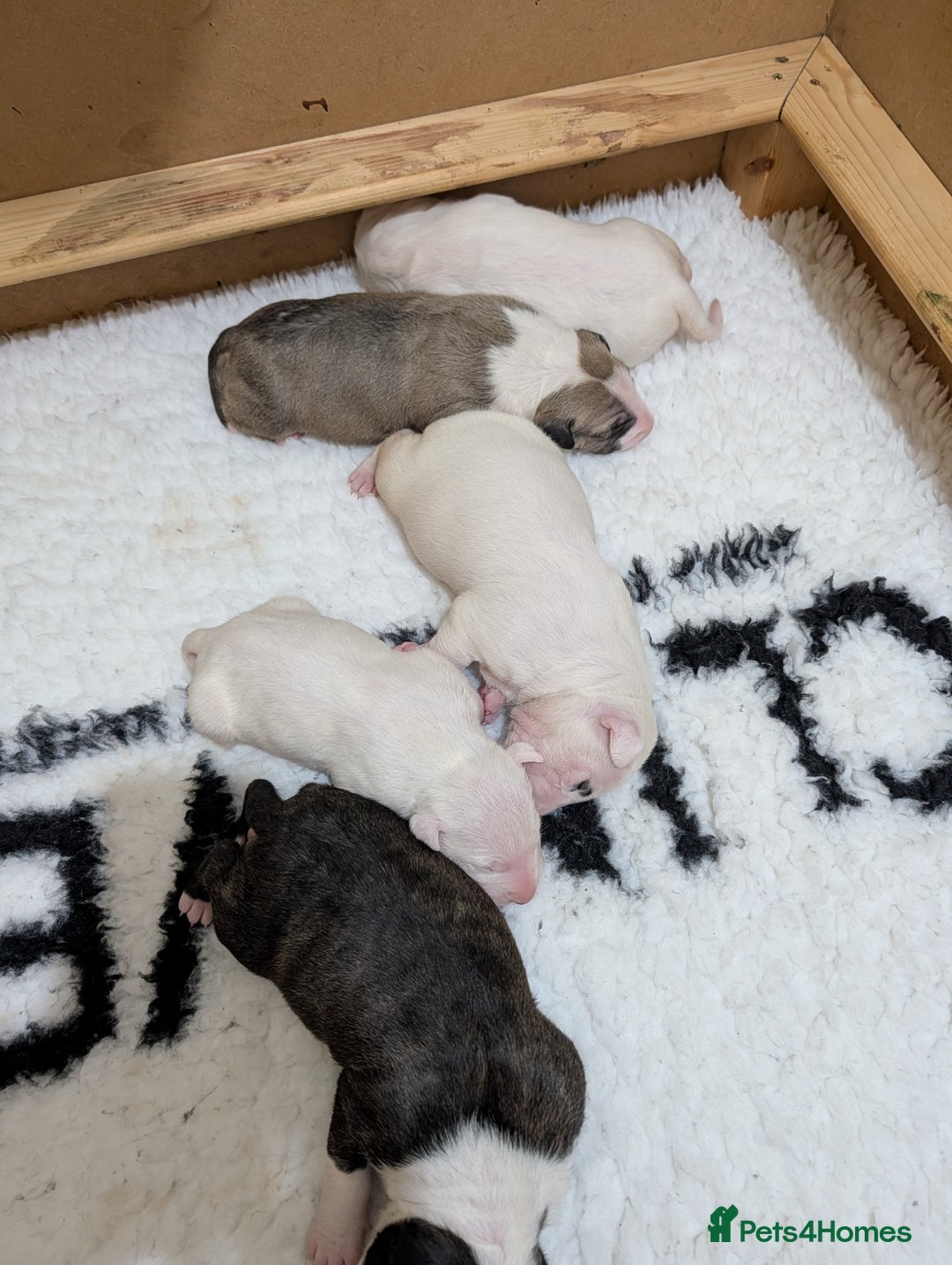English Bull Terrier dogs for sale: English bull terrier pups - Advert 9