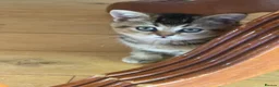 British Shorthair cats for sale: Lovely British Short Hair  in Salisbury - Advert 5