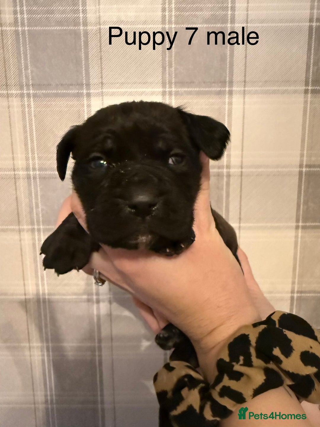 Cane Corso dogs for sale: Stunning chunky cane corso puppies - Advert 8