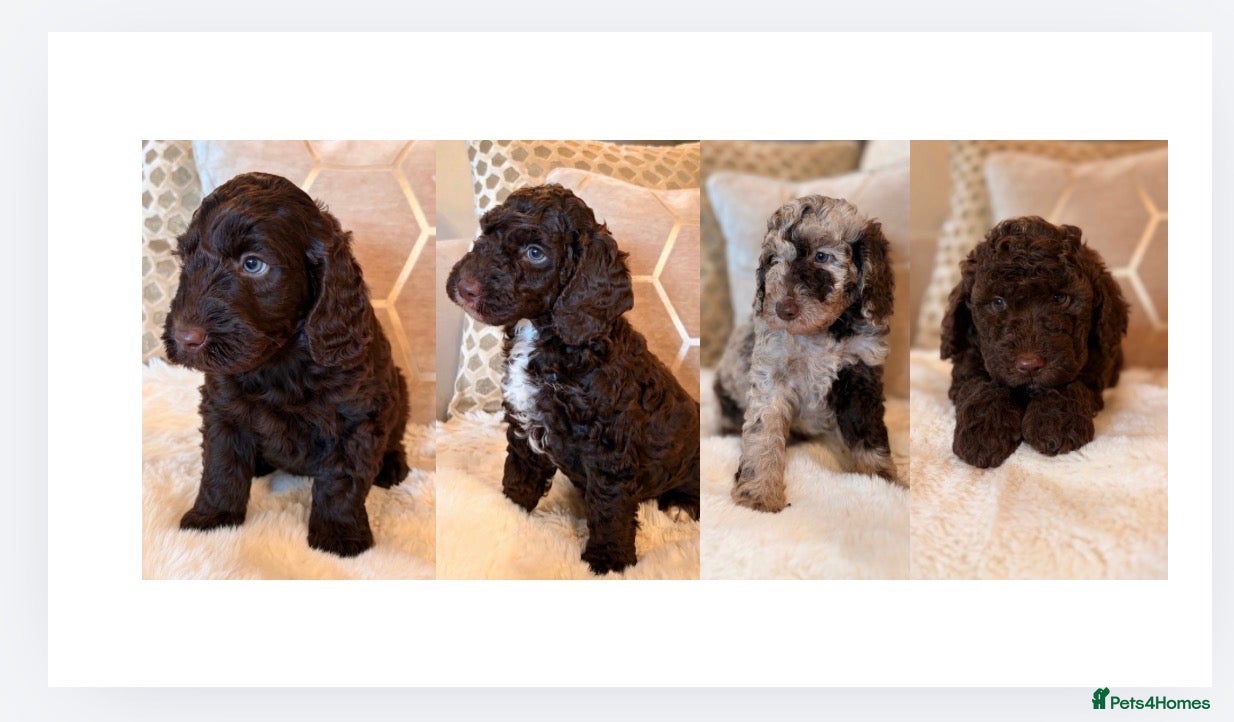 Labradoodle dogs ** RARE CHOC-PHANTOM MERLE/PARTI F1B LABRADOODLES - Advert 1
