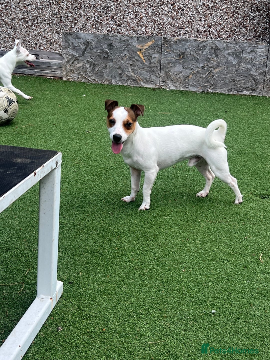 Jack Russell dogs for sale: Stunning Miniature Jack Russell Puppies!!! - Image 27