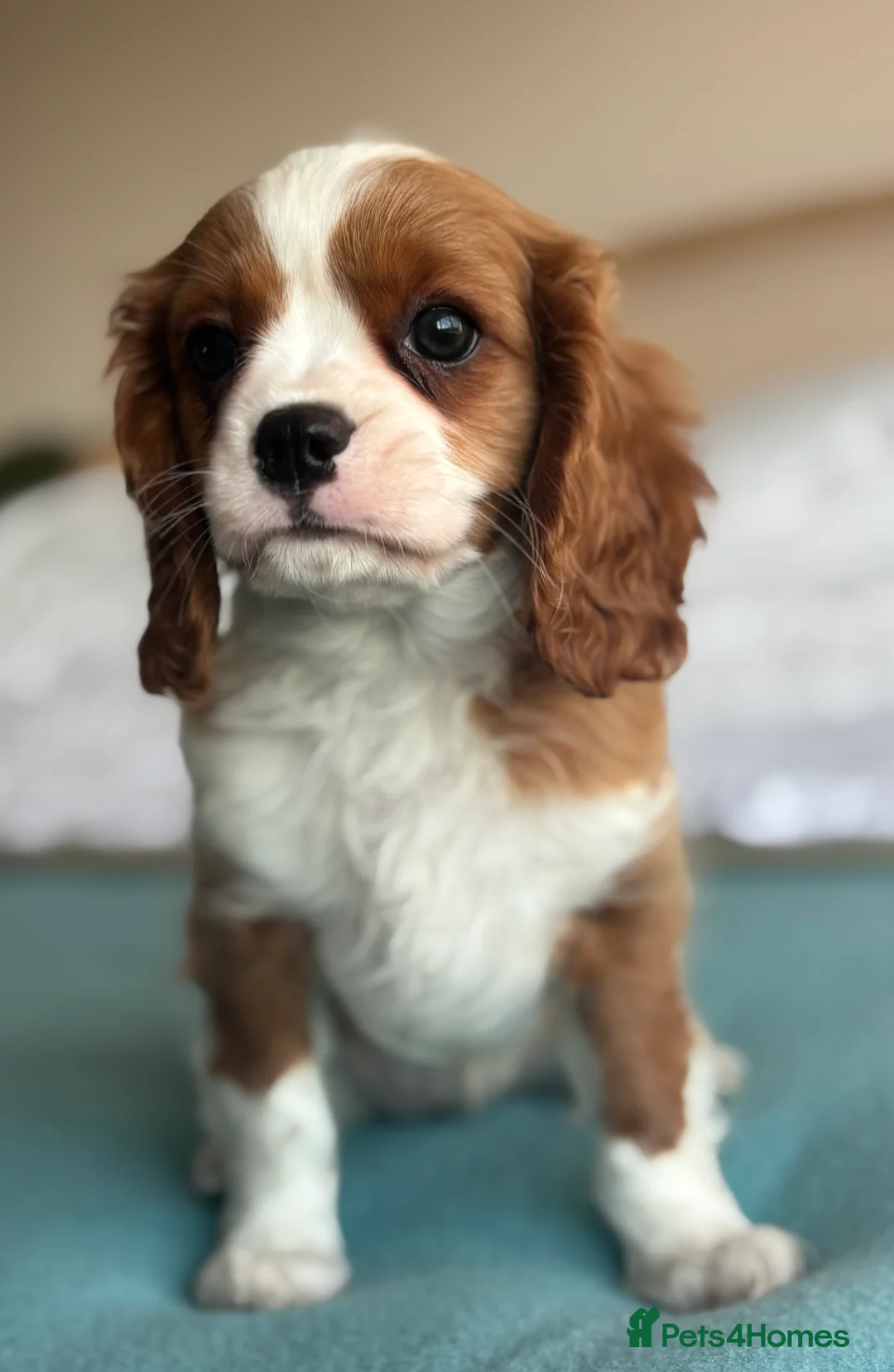 Cavalier King Charles Spaniel dogs for sale: 🐾KC reg,Extensively health tested Cavalier pups🐾 - Advert 14