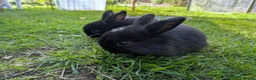 Mini Lop rabbits for sale: Beautiful Mini Lops For Sale  ˖Ი𐑼⋆ FOUR LEFT  - Advert 4