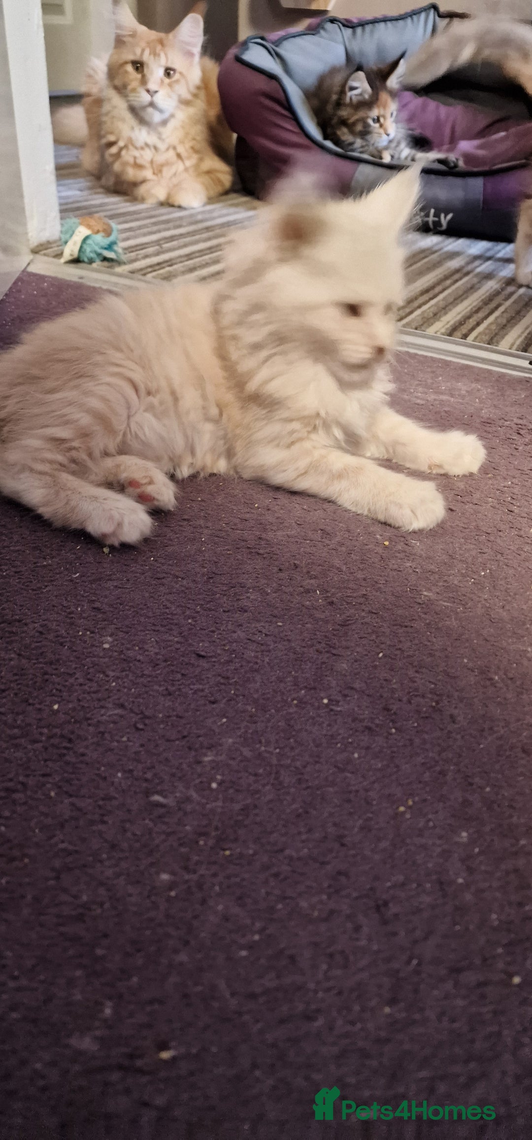 Maine Coon cats for sale: Maine Coon Kittens Looking for Loving Homes - Advert 8