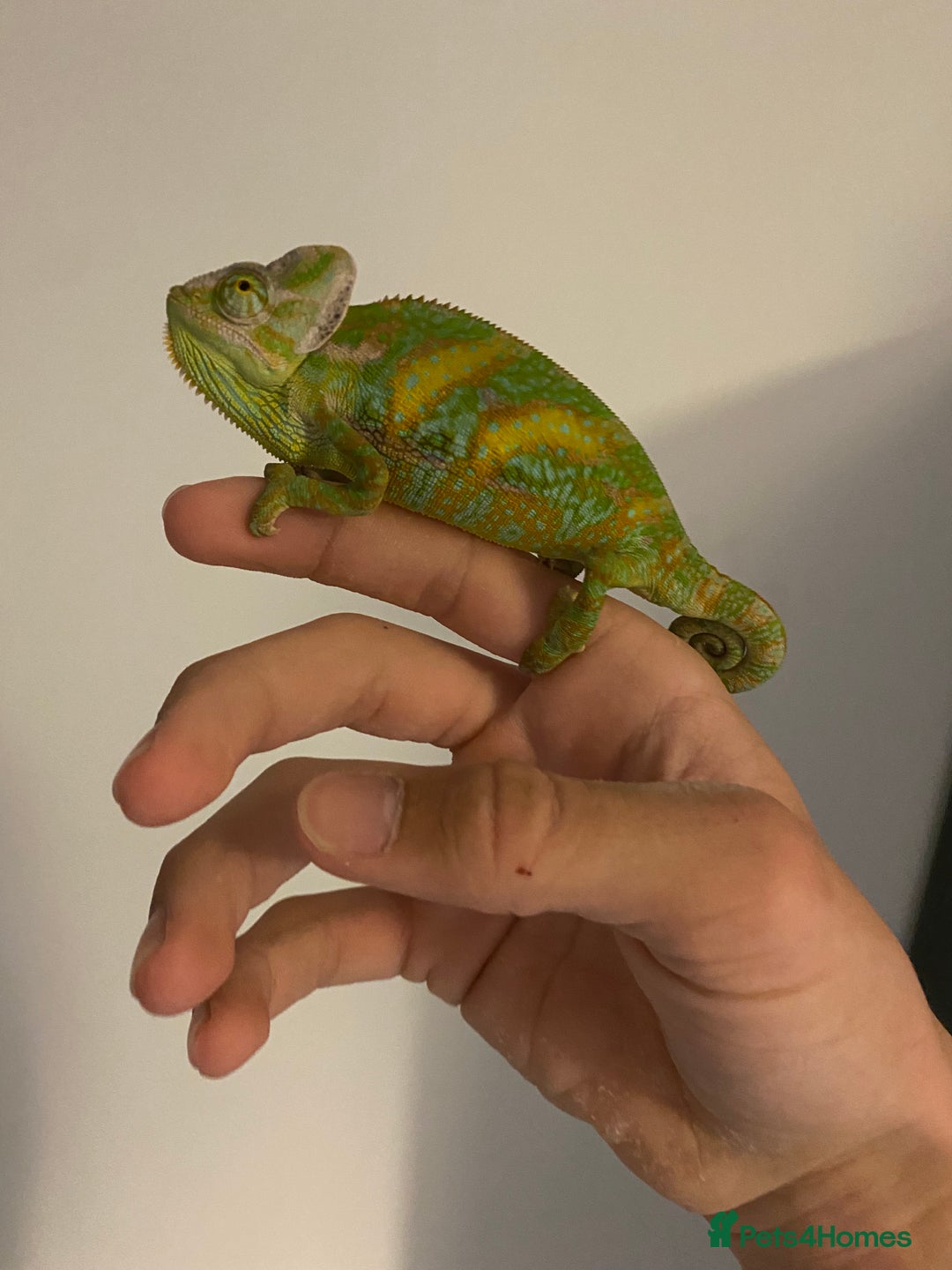 Chameleon reptiles for sale: Veiled chameleon + enclosure  - Advert 1