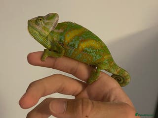Chameleon reptiles Veiled chameleon + enclosure ROOM FOR NEGOTIATION - Advert 6