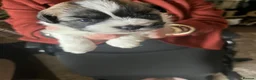 Zuchon dogs for sale: Bichon frise cross Shih Tzu  - Advert 6