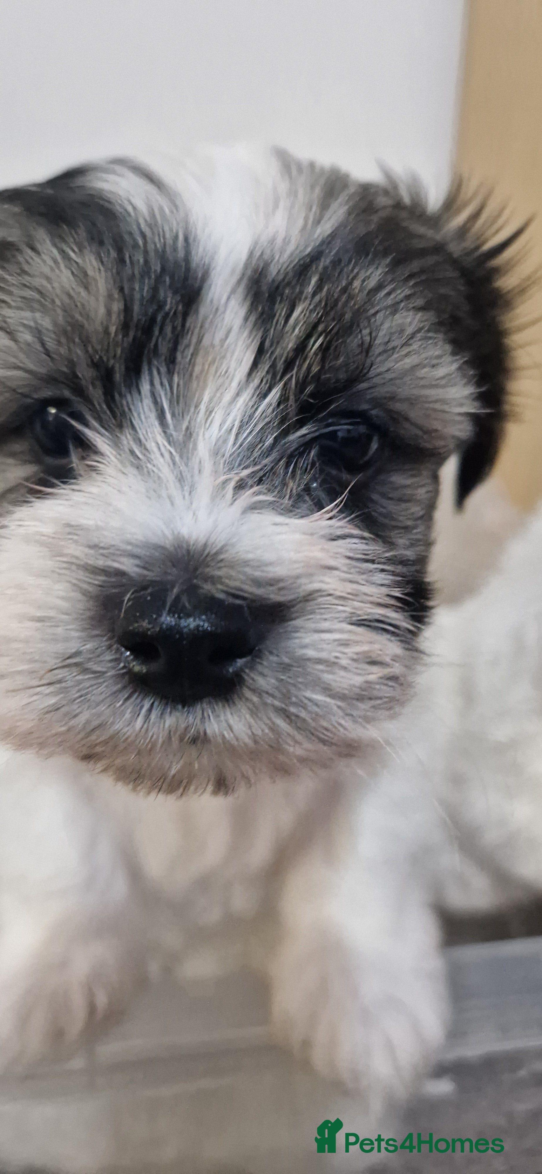 Mixed Breed dogs Bichon havaneze! - Advert 10