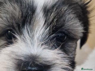 Mixed Breed dogs Bichon havaneze! - Advert 10