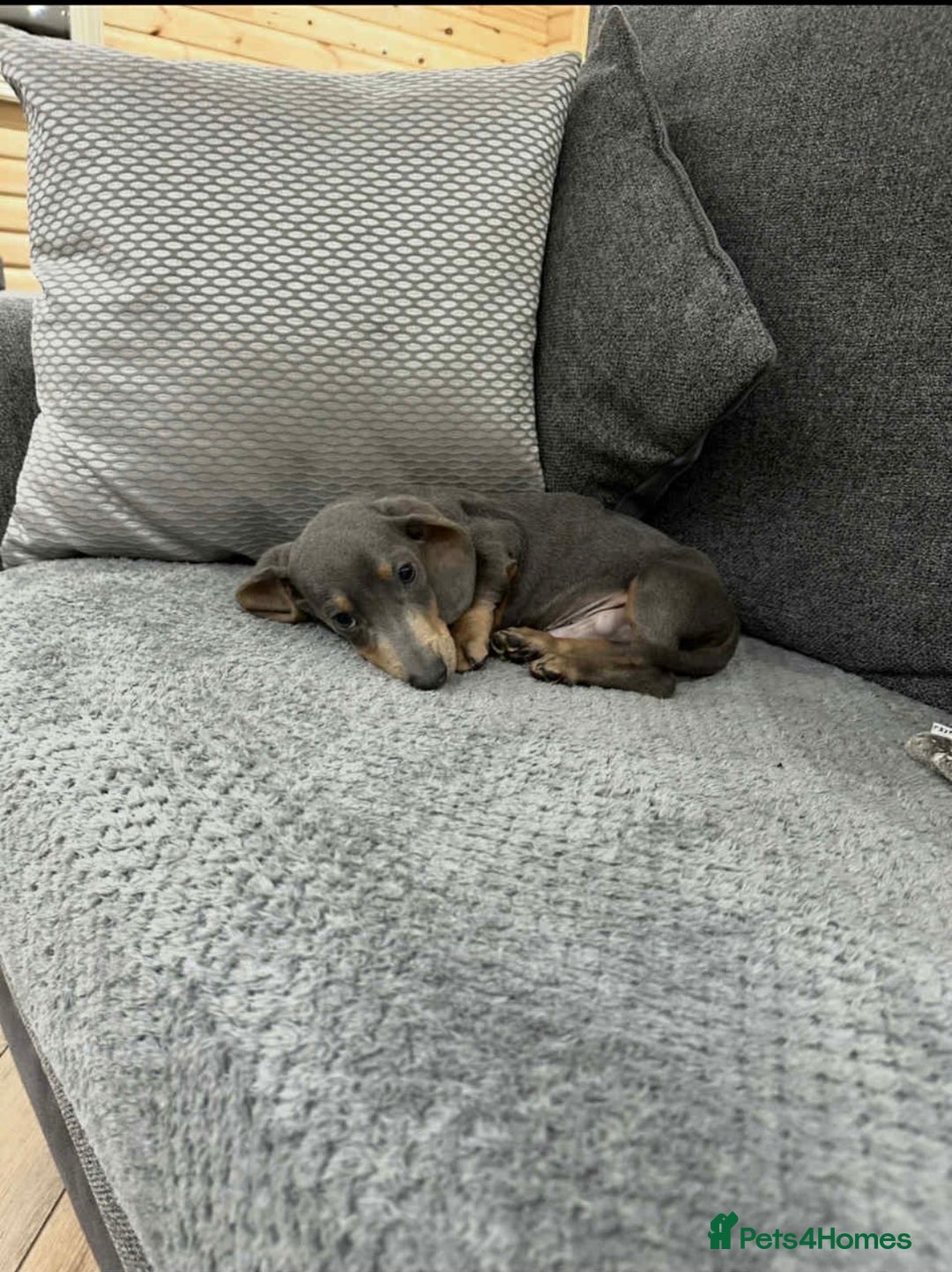 Dachshund dogs for sale: Dachshund  - Advert 5