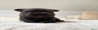 French Bulldog Puppy 3