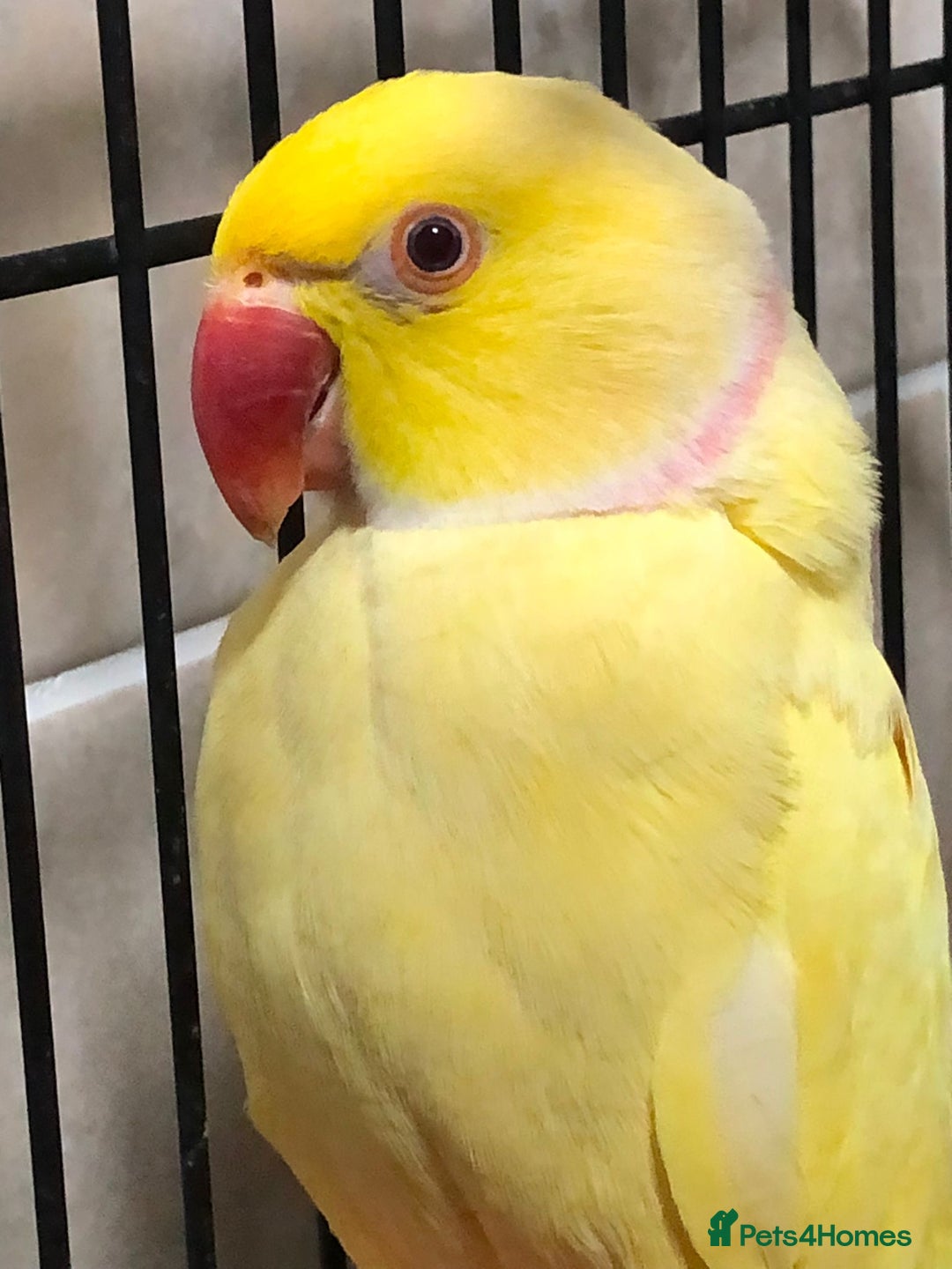 Mixed Breed birds for sale: Male lutino ringneck - Advert 2