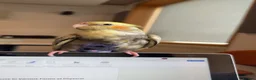 Cockatiels birds for sale: Hand-Tamed Cockatiel ❤️ - Advert 6