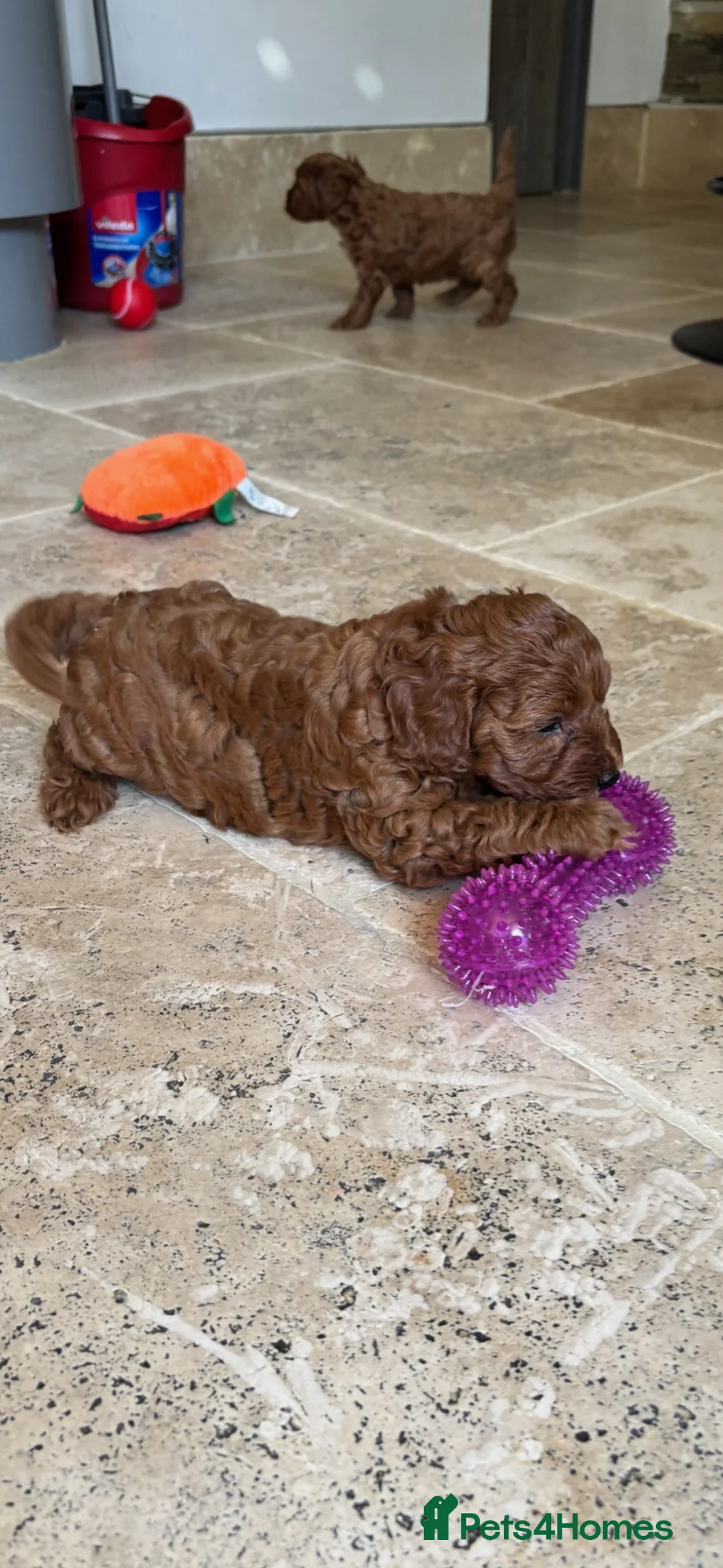 Cavapoo dogs for sale: Cavapoo pups  - Advert 13