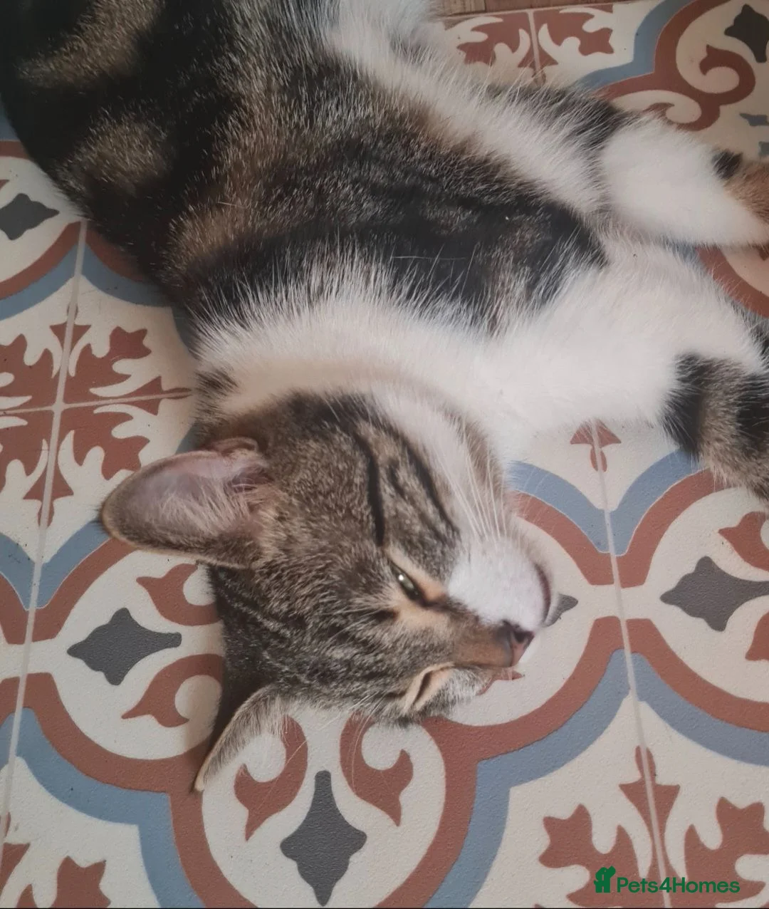 Domestic Shorthair cats for sale: Caliby  in Manchester - Advert 4
