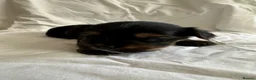 Yorkshire Terrier dogs for sale: Beautiful Yorkshire Terrier Puppies 2 Girls 3 Boys in Gateshead - Advert 25