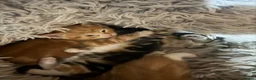 Mixed Breed cats for sale: Adorable Kittens Looking home  - Advert 8