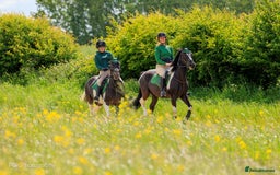 Irish Cob horses for sale: 13.1 fun loving all rounder  - Image 17