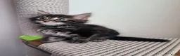 Maine Coon cats for sale: Maine coon MIX kittens  - Advert 15