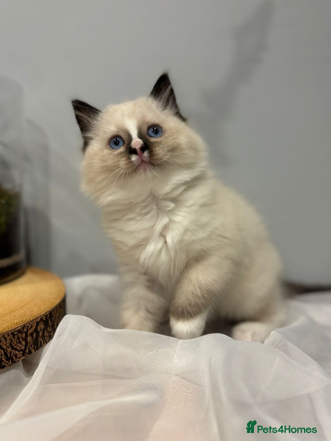 Ragdoll cats for sale: Purebred ragdoll kittens.1 girl & 3 boys-ready now - Advert 1