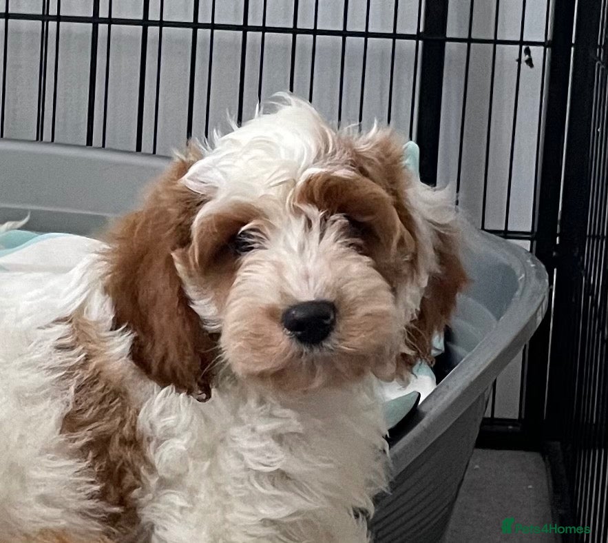 Cavapoo dogs 🐩🐶🐾FULLY HEALTH CLEAR F1 CAVAPOO🐾🐶🐩  - Advert 13